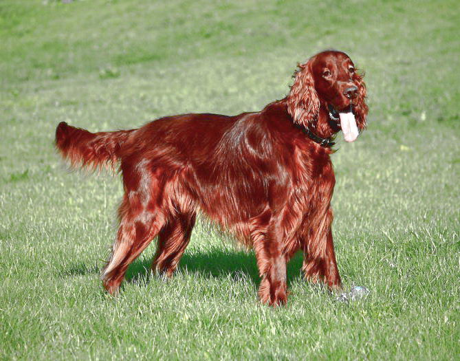 Ирландский красный сеттер - описание породы и характер собаки