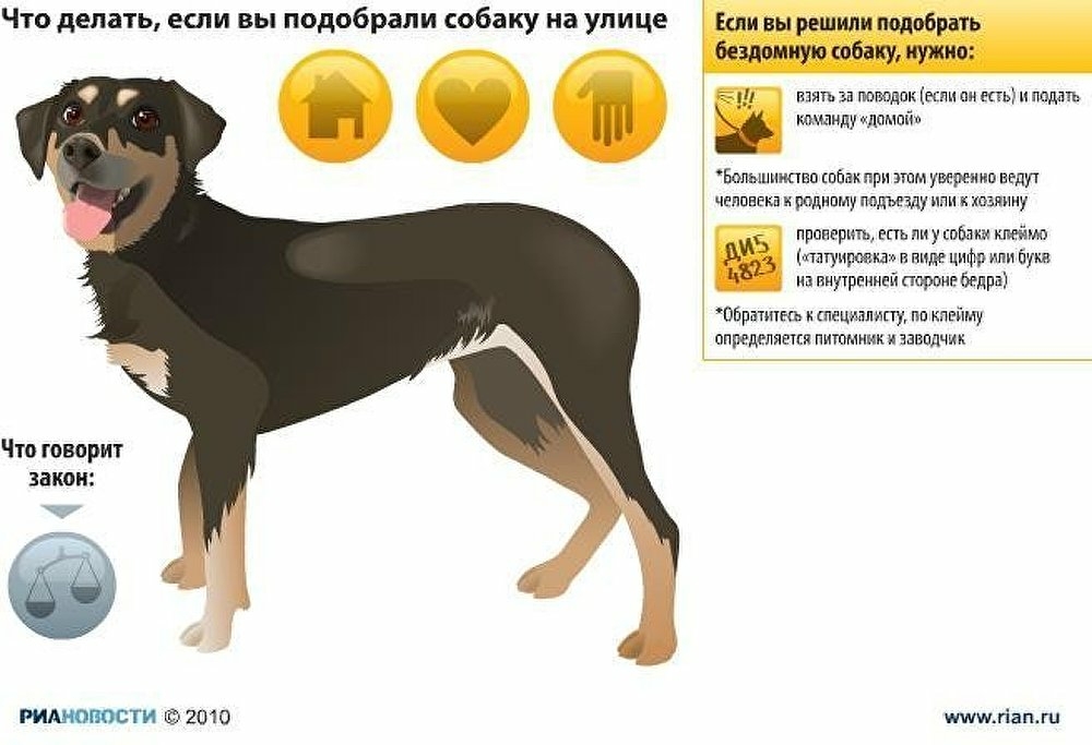Как выбрать собаку себе по душе: дельные рекомендации будущим владельцам