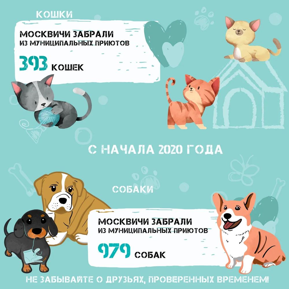 Как взять собаку из приюта — пошаговая инструкция