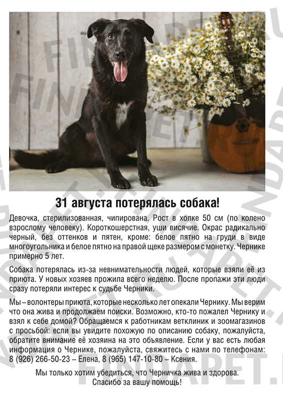 10 советов, как найти пропавшую собаку