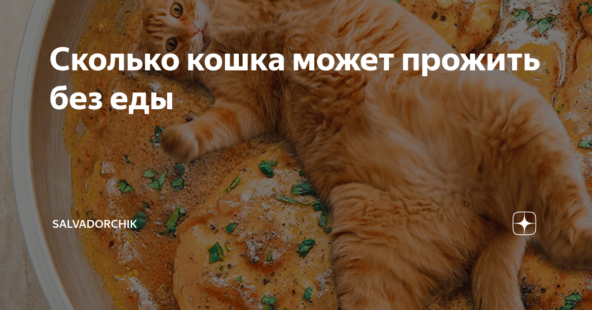 Сколько кошка может жить без еды. Сколько кошки могут прожить без еды. Колько кошка может прожить без еды и воды. Сколько кот может прожить без еды. Сколько время человек может прожить без еды