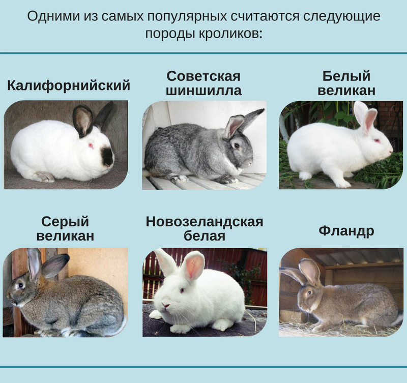 ᐉ как отличить декоративного кролика от обычного? - zooon.ru