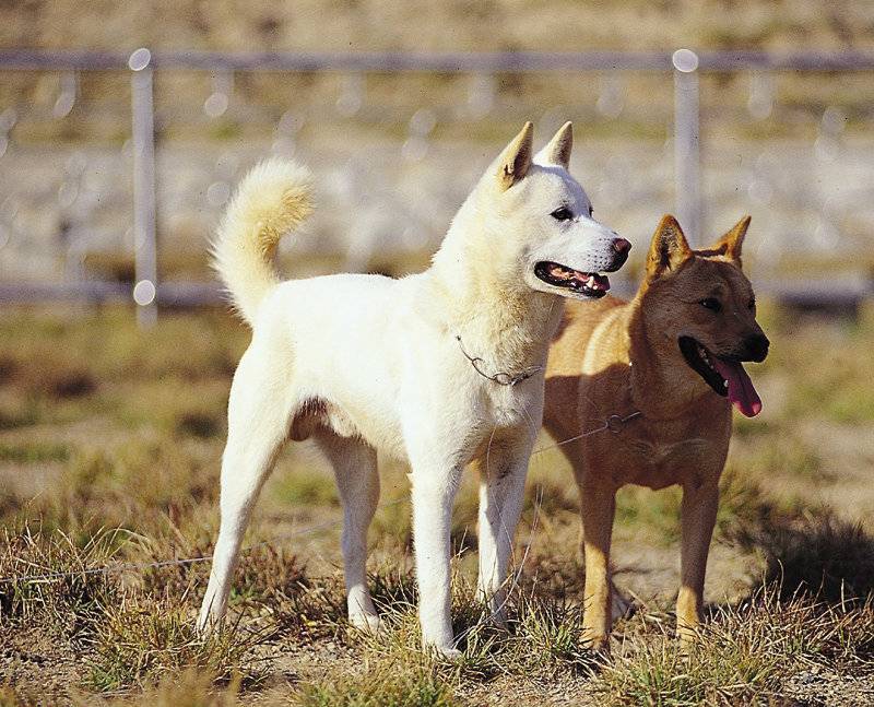 Корейский чиндо (джиндо): описание породы, характеристика, фото | все о собаках