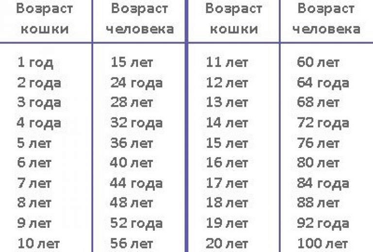 Возраст кошек по человеческим годам