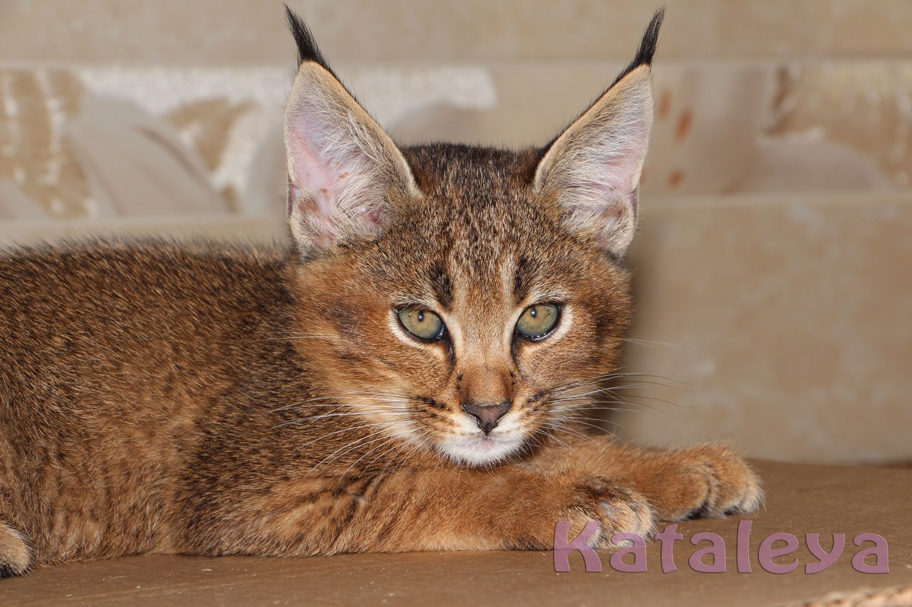 Кошки с кисточками на ушах: порода, фото, характер, описание, уход.