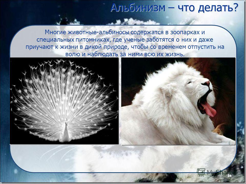 Люди альбиносы: цвет глаз, интересные фото и факты