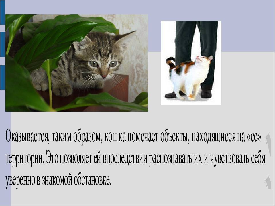 Причуды в поведении кошек