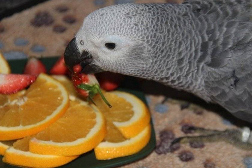 Можно ли попугаям клубнику. Попугай апельсин. Попугай ест фрукты. Банановый попугай. Попугай волнистый апельсин.