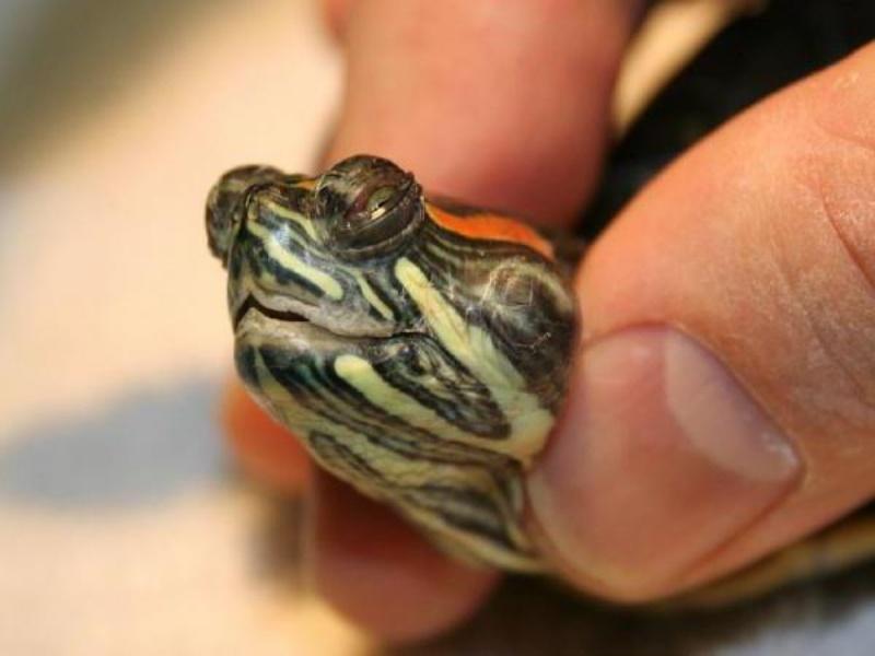 У черепахи опухли глаза, как лечить? – 12-obezyan