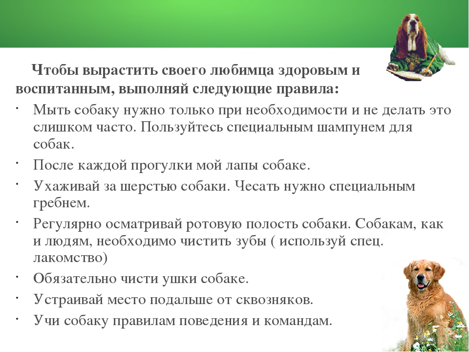 Дрессировка маленьких пород собак. тонкости и хитрости