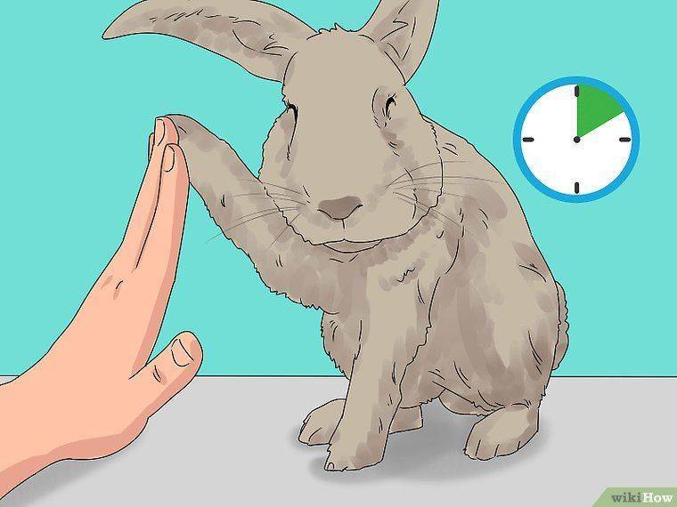 Дрессировка кролика в домашних условиях как с ним играть