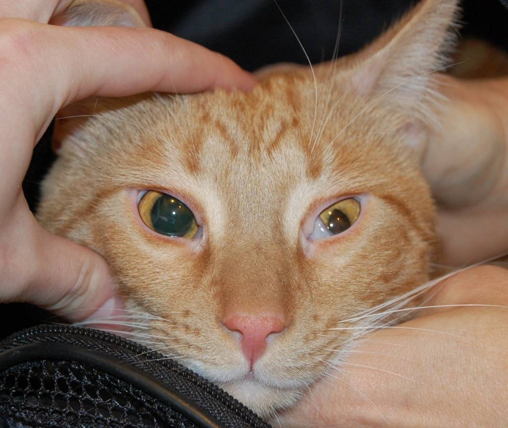 У кошки закисают глаза: причины, симптомы, лечение | ваши питомцы