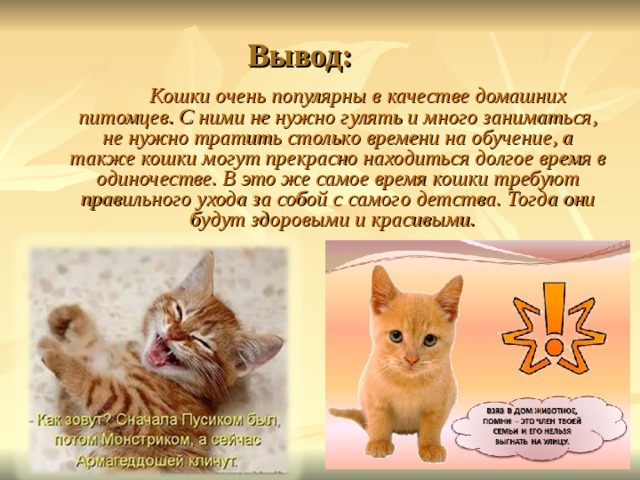 ᐉ кто такой фелинолог и почему так называется специалист по кошкам - zoogradspb.ru