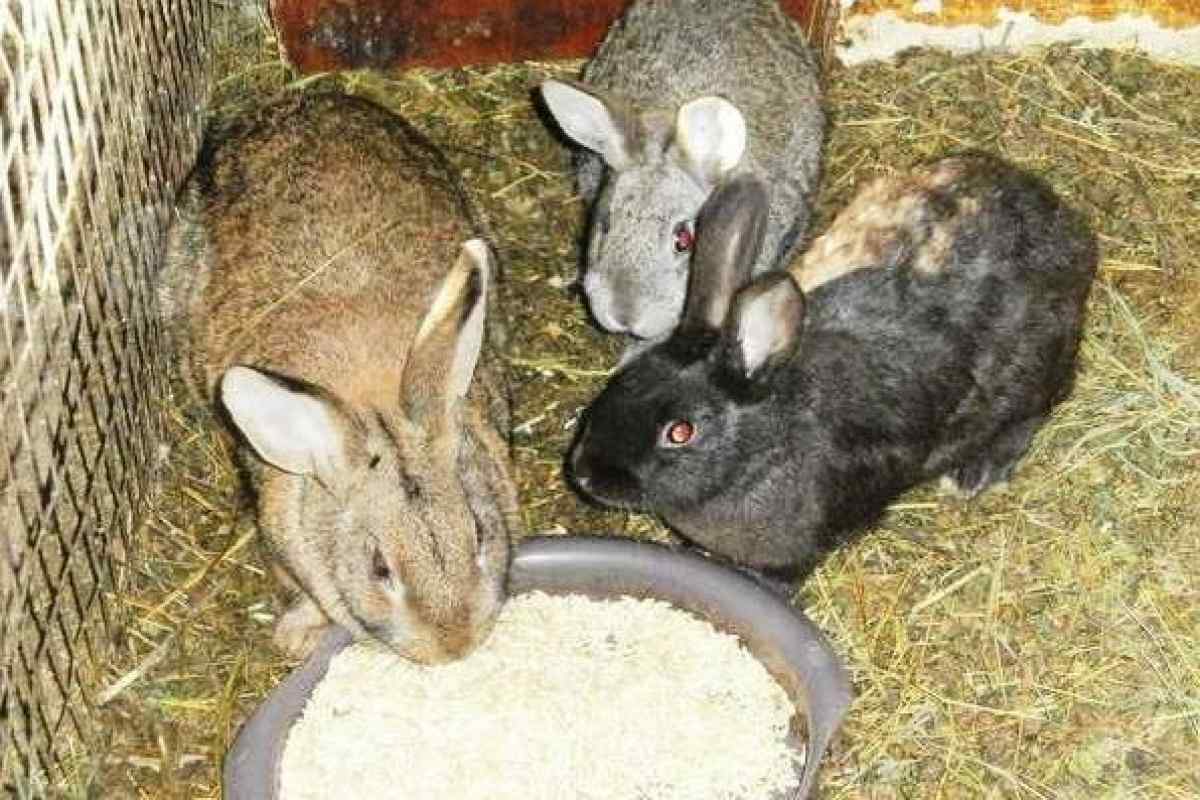 Чем кормить кроликов зимой в домашних условиях