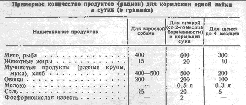 Лайка: как и чем можно кормить представителей породы