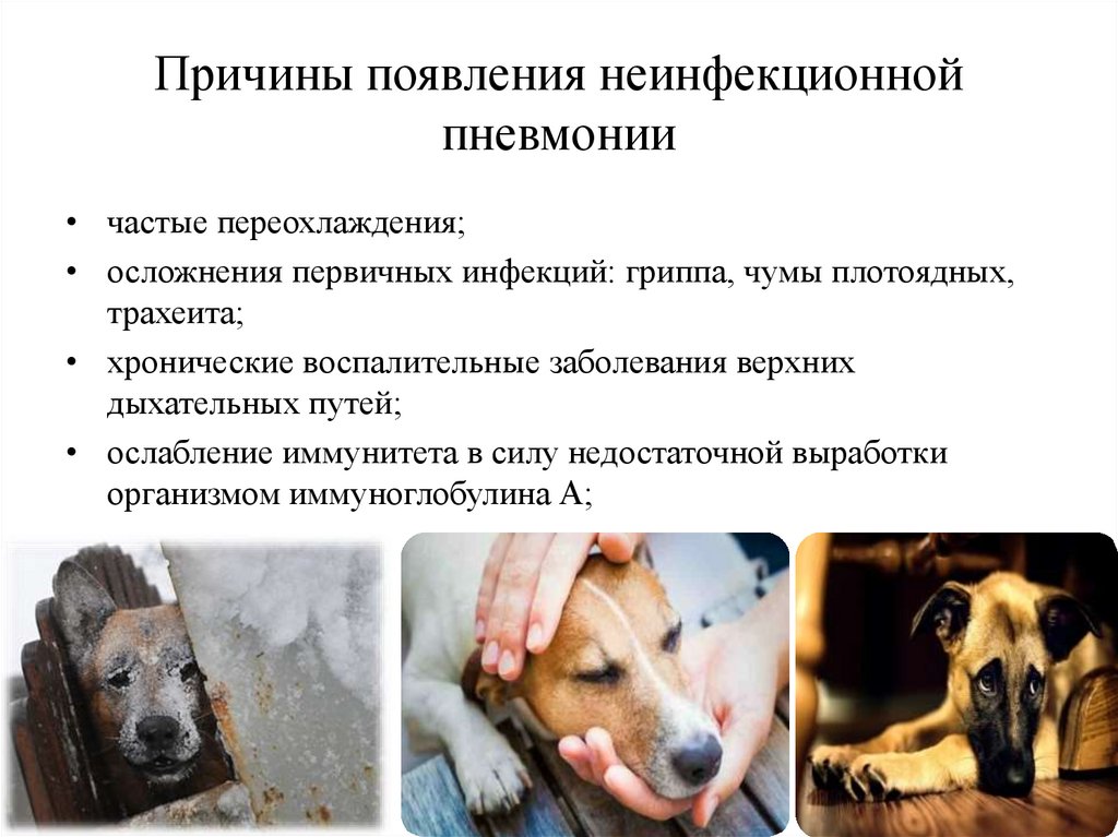 Пневмония у собак: симптомы, лечение, антибиотик в домашних условиях, аспирационная пневмония