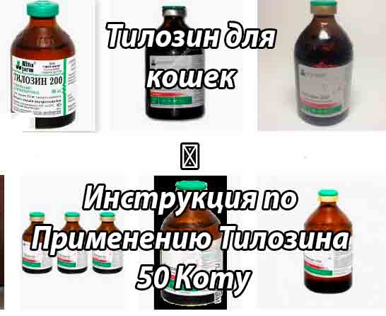 Тилозин для кошек: обзор препарата