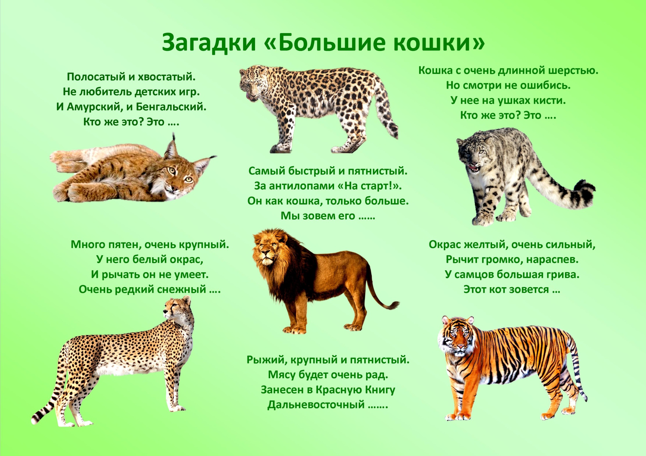 20 редких видов диких кошек, о которых многие и не слышали