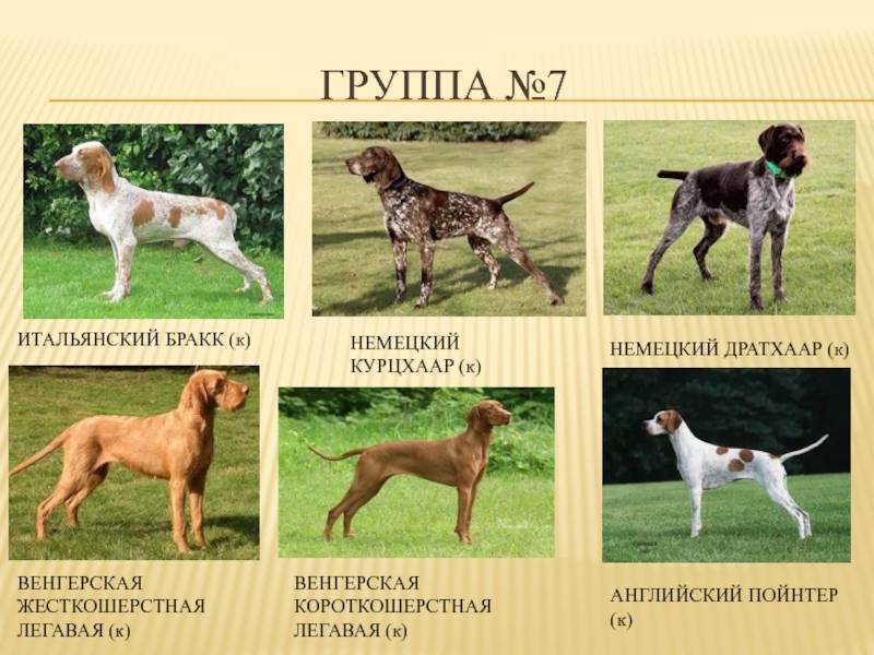 Итальянский бракк описание и характеристика породы - окружающий мир вокруг нас