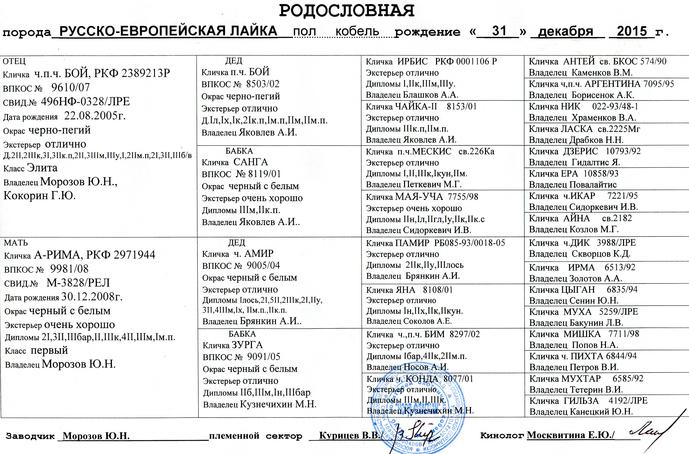 Русско-европейская лайка | описание, характер, уход, питание for-pet