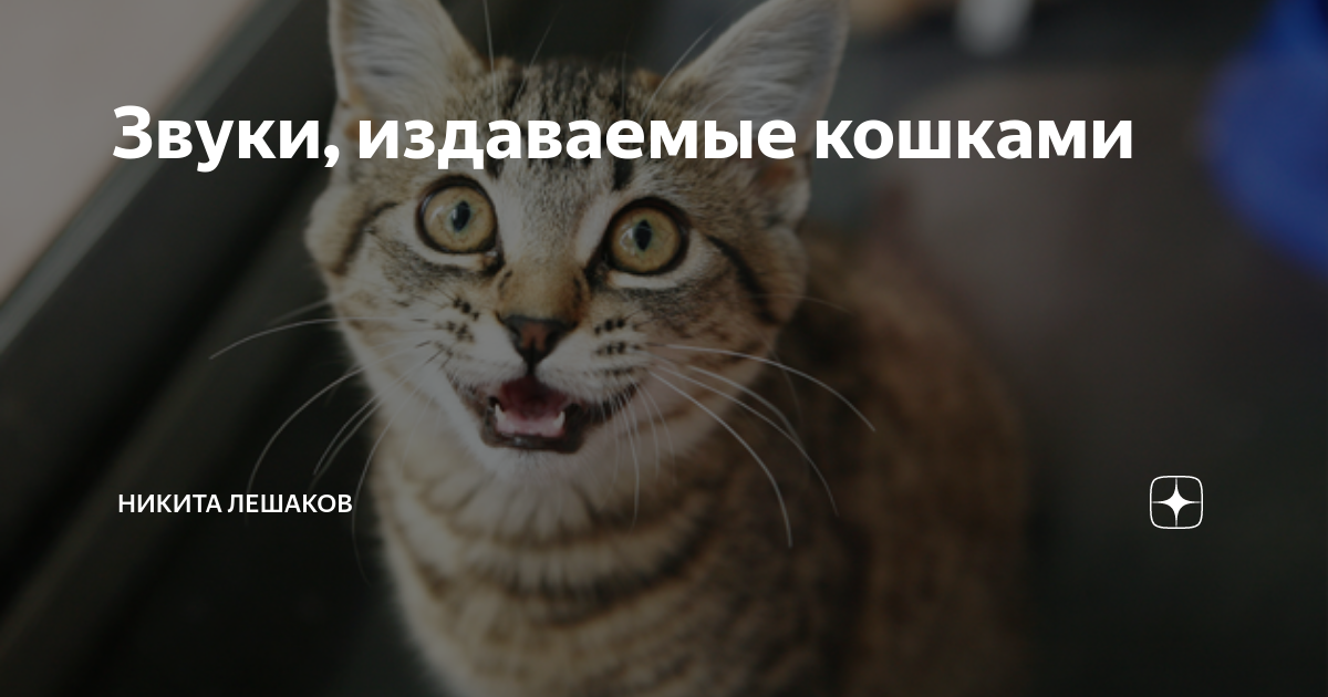 11 звуков, которые издают кошки и что они значат — сайт эксперта по животным — howmeow