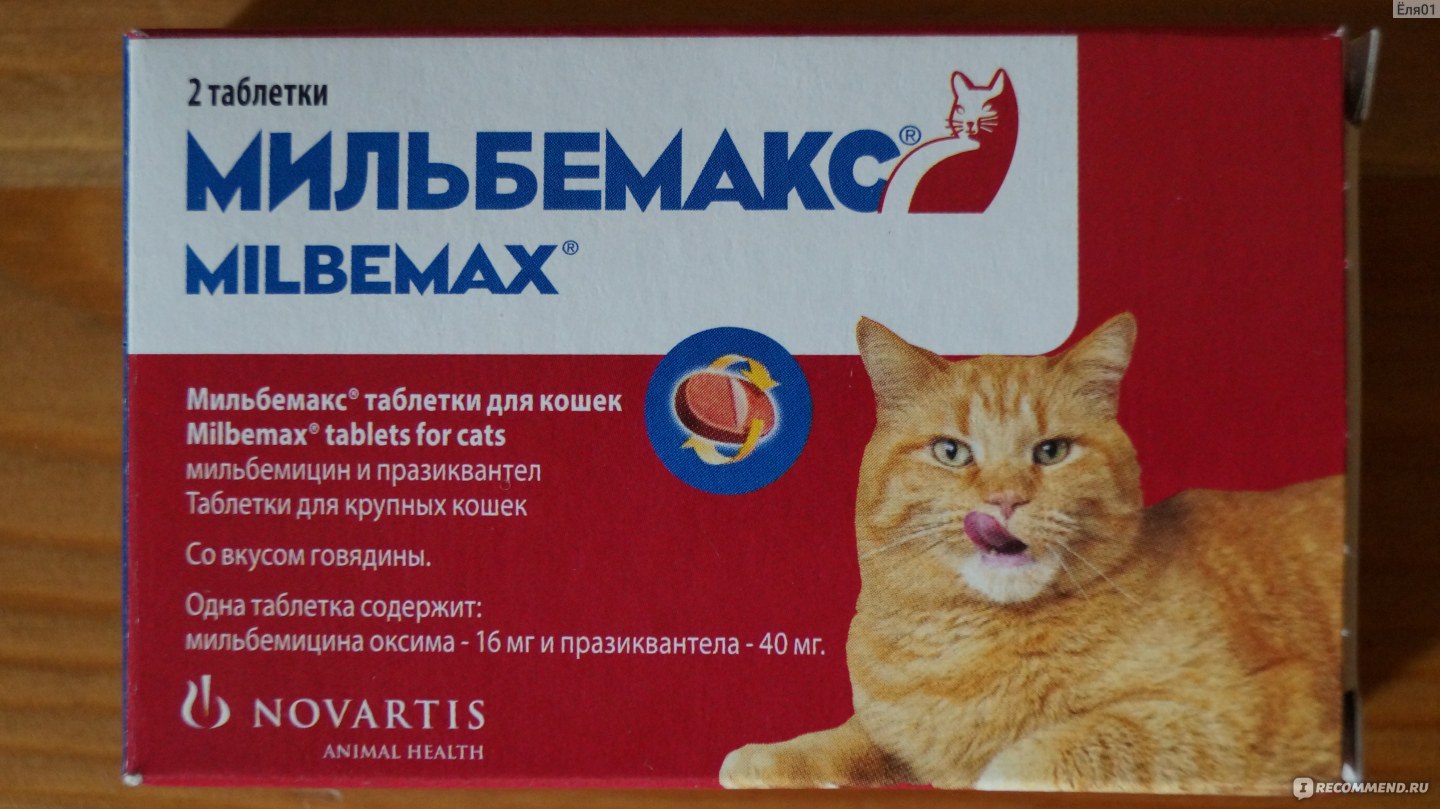 Можно ли давать лекарства от глистов беременной кошке
