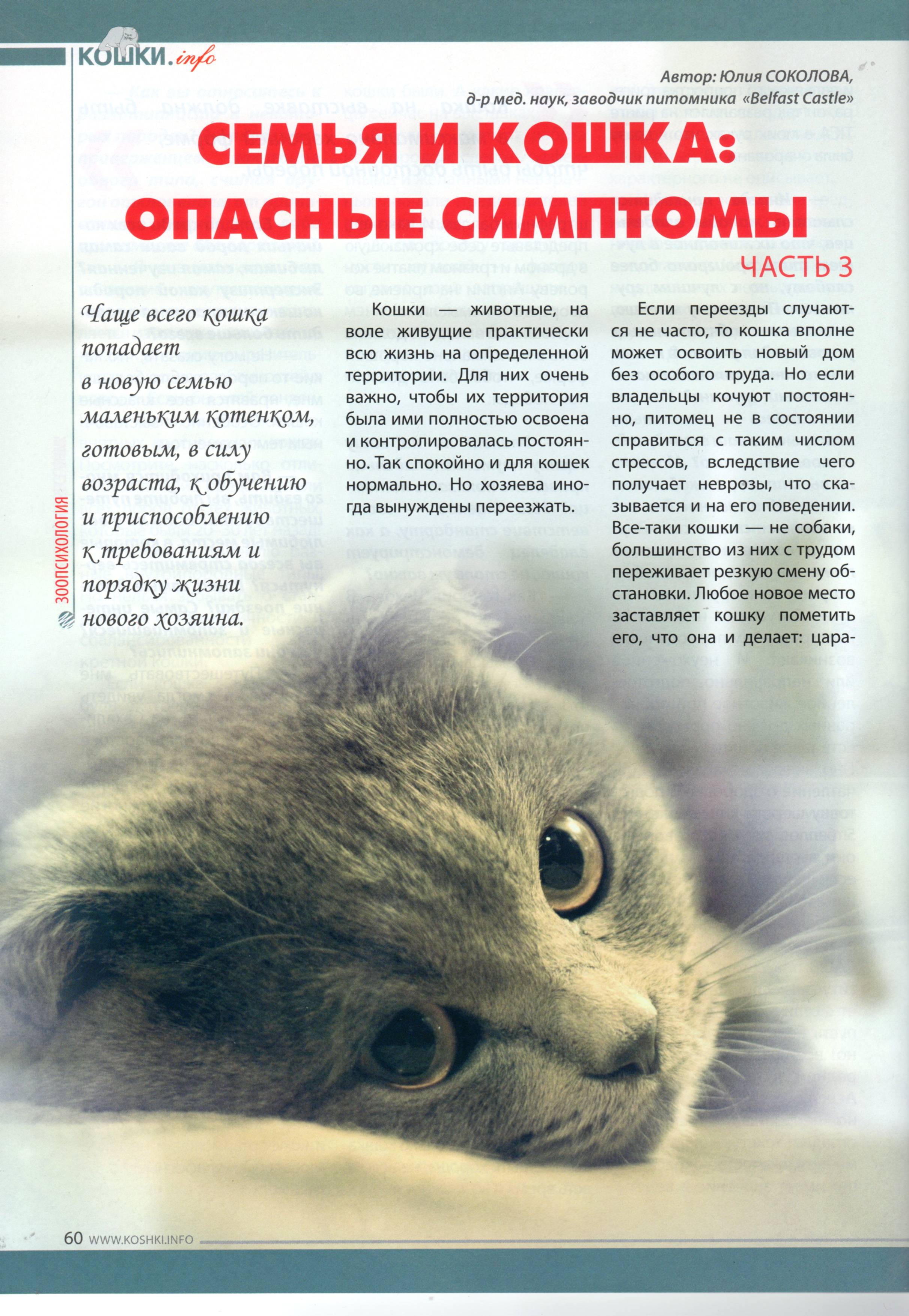 Стресс у котенка: как распознать и что делать. как бороться с тревожностью котят?