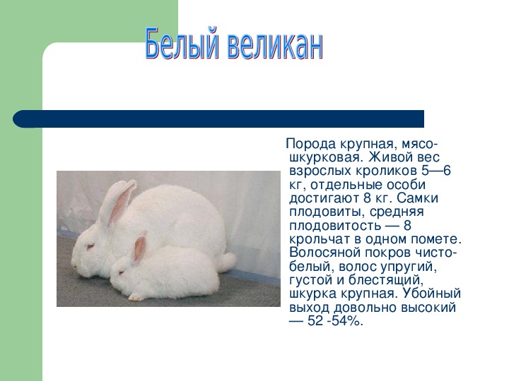 Кролик великан — основные породы, разведение, выращивание, кормление, клетки