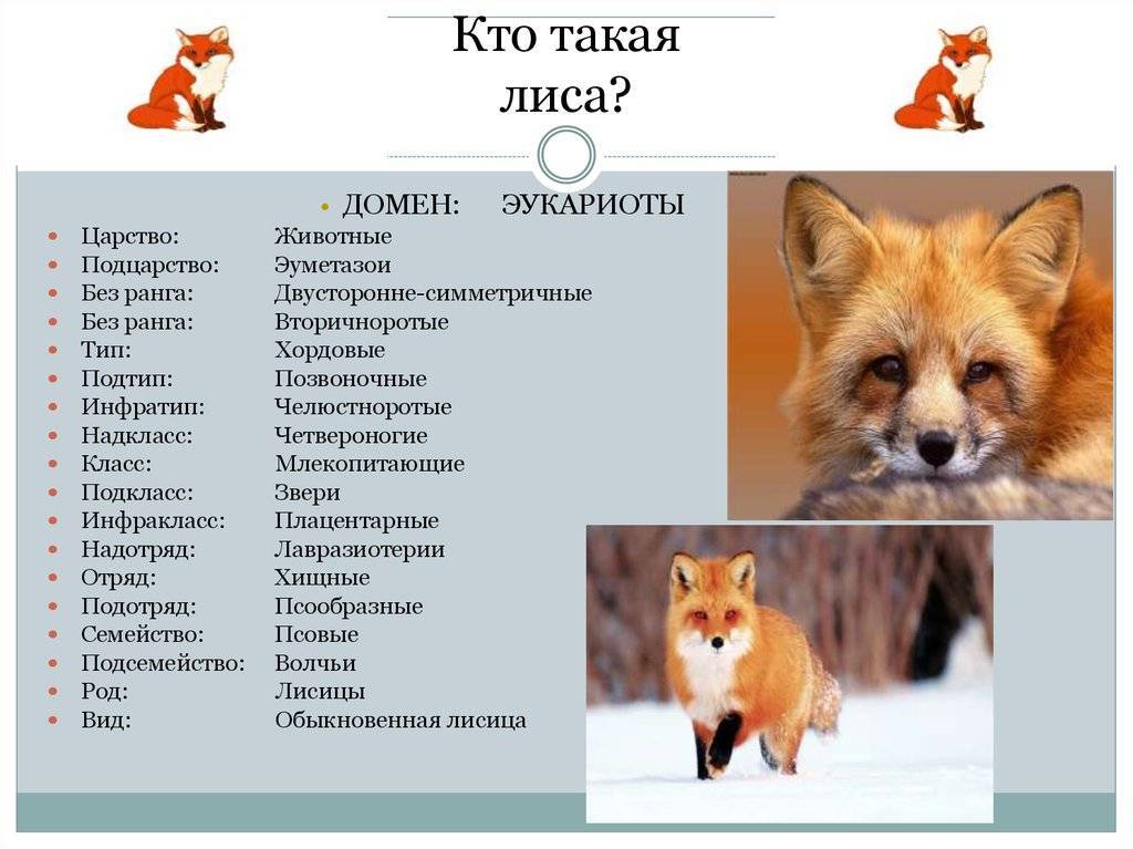 Виды лис. описание, названия, особенности, фото и среда обитания лисиц | живность.ру