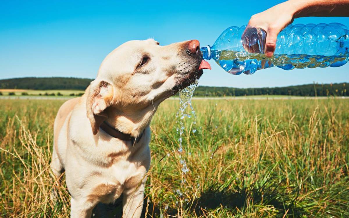 Как помочь собаке пережить жару. симптомы перегрева, помощь при солнечном ударе