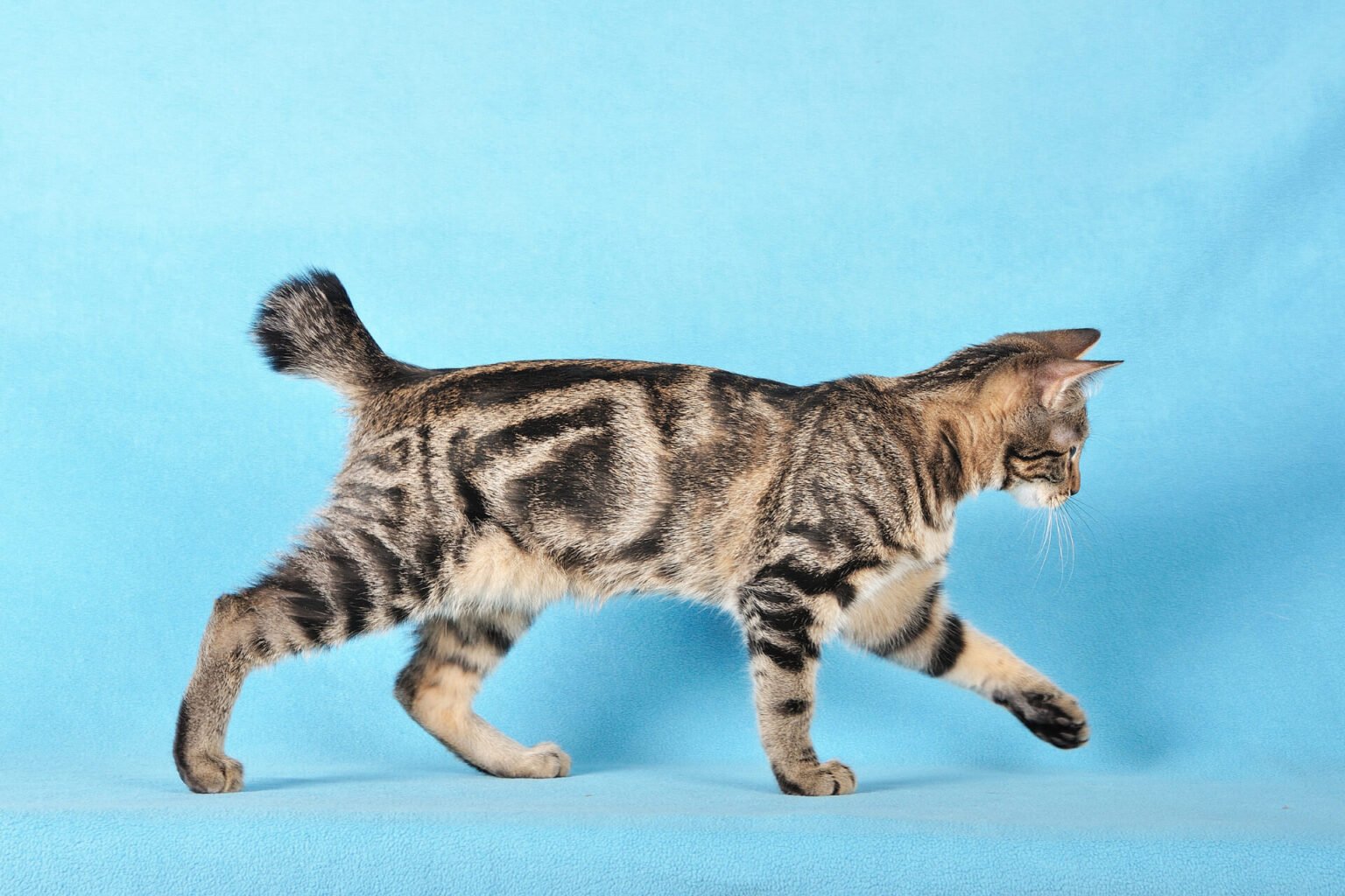 кошки с короткими хвостами фото