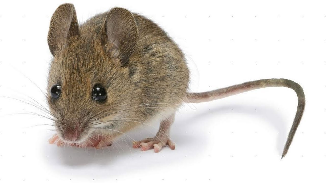 Мышь: фото представителей семейства мышиных, описание видов и пород этих животных