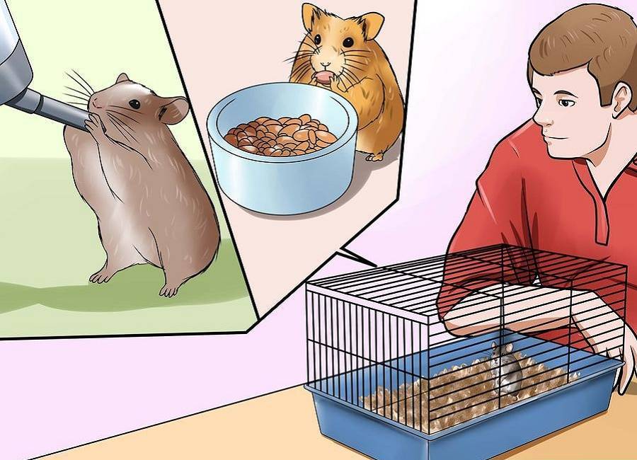 Как дрессировать крысу — правила обучения, легкое и быстрое обучение питомца   