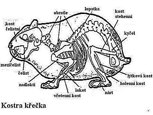 Анатомия и скелет морской свинки, внутреннее и внешнее строение тела