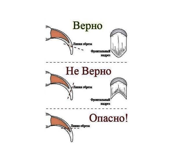Когти собаки. как подстричь когти собаки. кусачки для ногтей и все про это