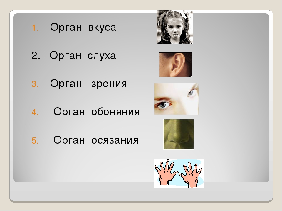 24 интересных факта о хомяках для тех, кто хочет завести пушистого питомца