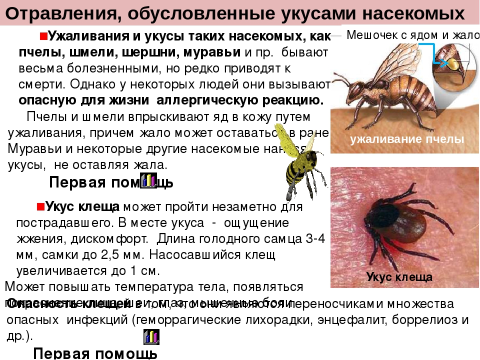 Укус собаки. заражение бешенством. стадии бешенства. профилактика и прививка