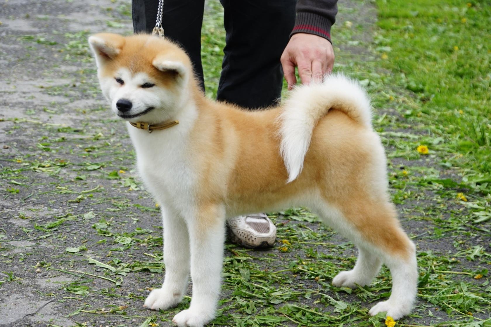 Акита-ину – порода собак из японии. описание и фото японской акита-ину