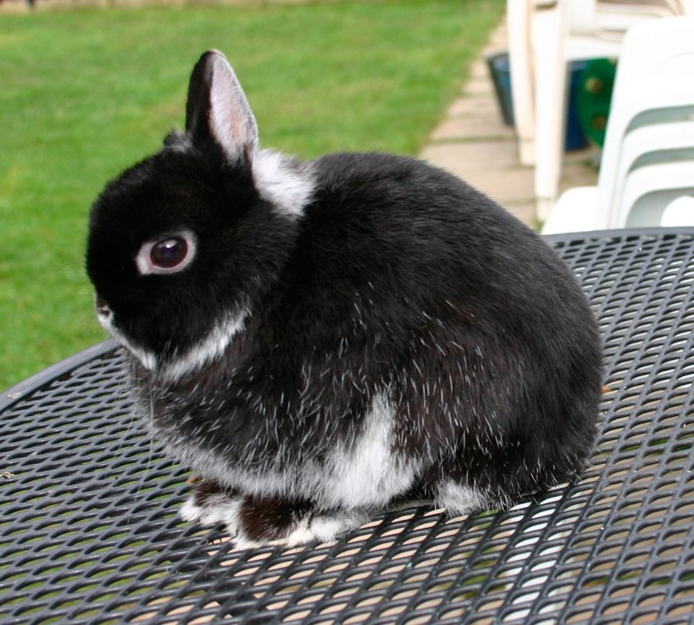 Голландский кролик: описание, фото, содержание и уход, отзывы
