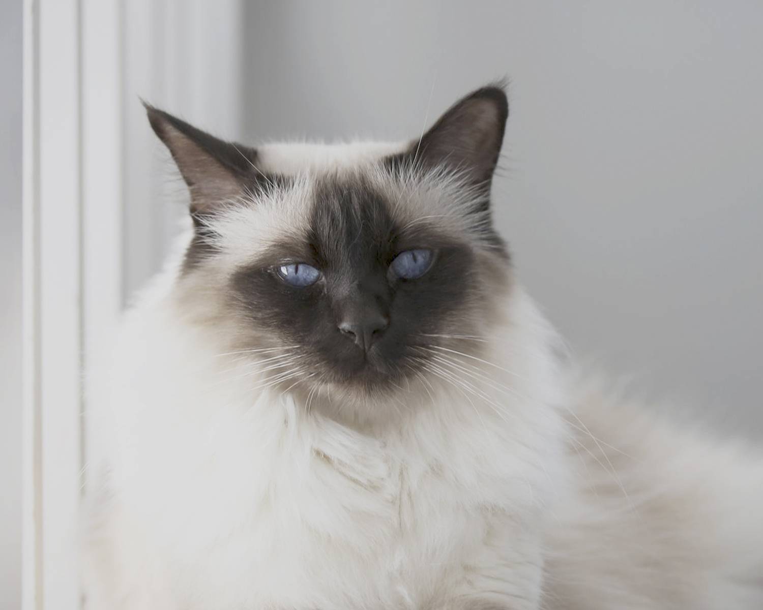 Балинезийская кошка