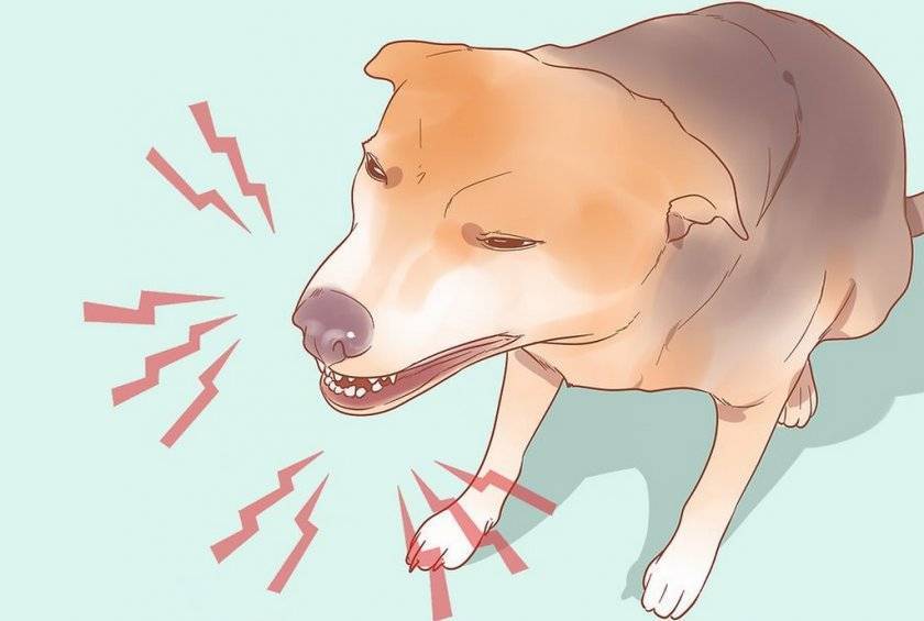 От чего может появляться хрюканье у собаки: причины странных звуков при дыхании