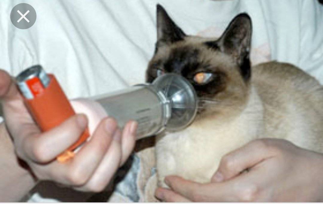 Бронхит у кошек и котов: симптомы, причины и лечение