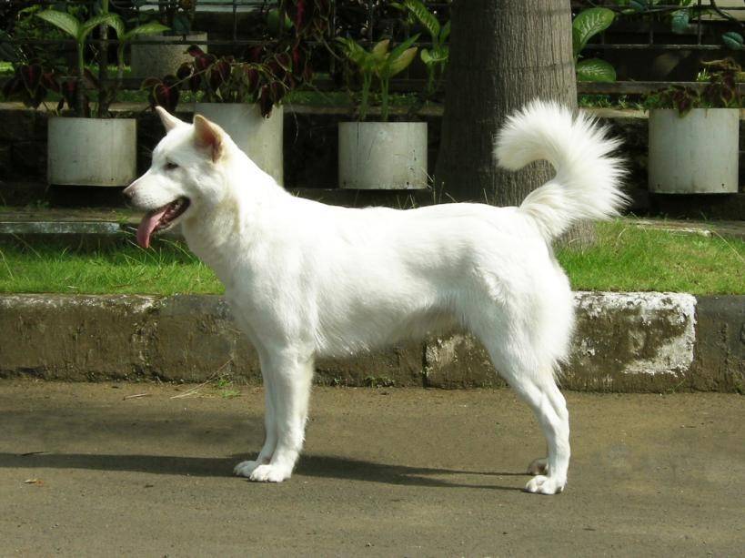 Кинтамани (порода собак) - abcdef.wiki