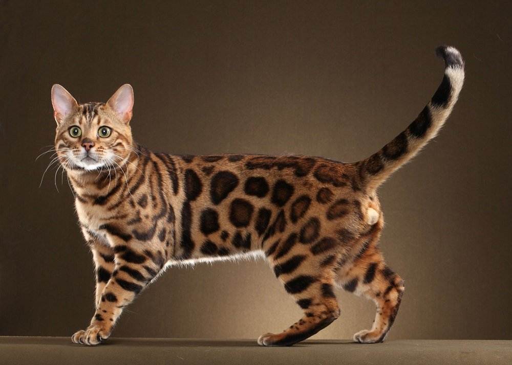 Самые красивые породы кошек в мире - pet-mir.ru