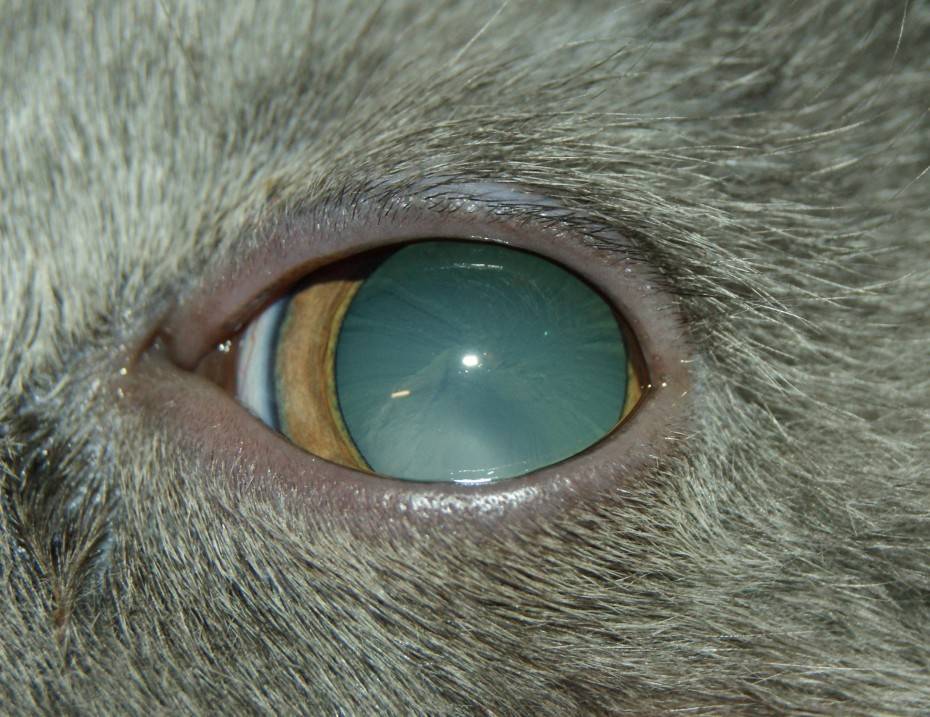 Катаракта у кошек: причины, симптомы, диагностика, лечение и прогноз, меры профилактики | блог ветклиники "беланта"