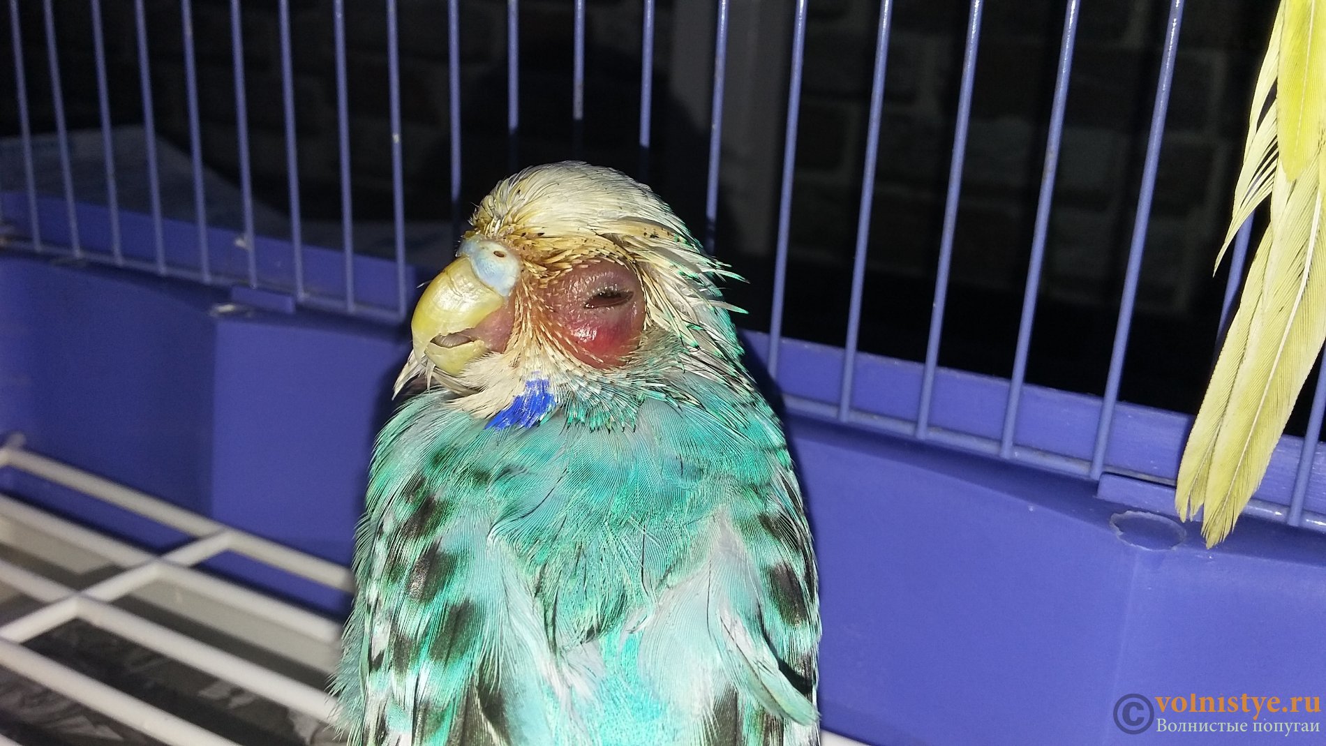 Орнитоз у попугая: симптомы и лечение, профилактика в домашних условиях