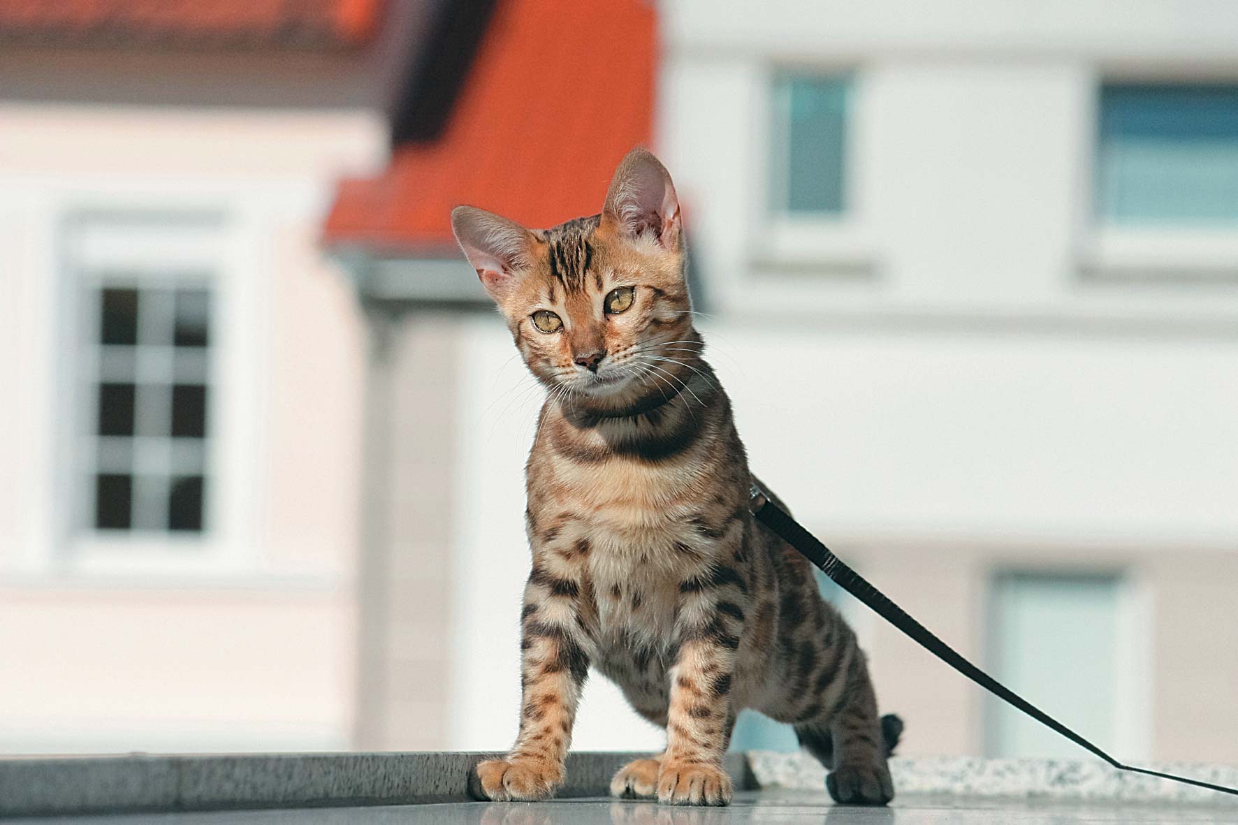 Правила выгула кошек на улице, как правильно выгуливать кошку
