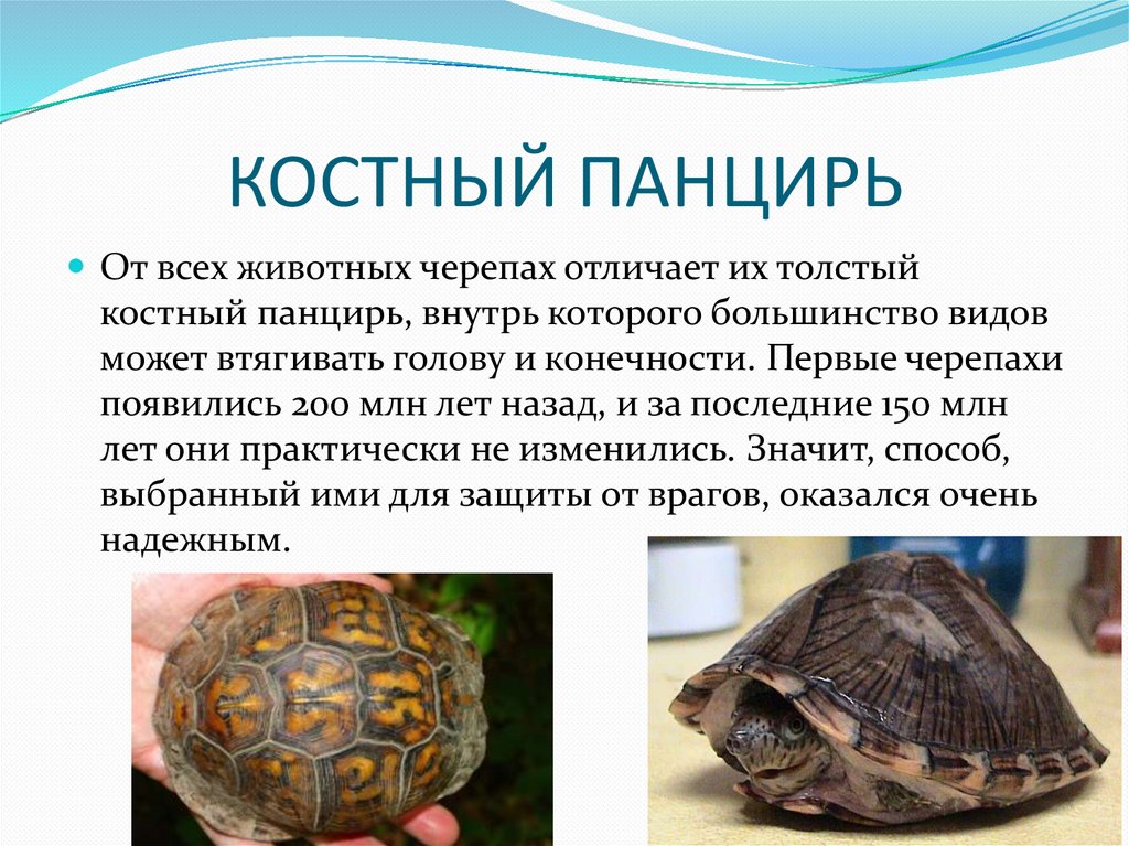 Карташев н.н., соколов в.е., шилов и.а. практикум по зоологии позвоночных. тема 13. внутреннее строение черепахи