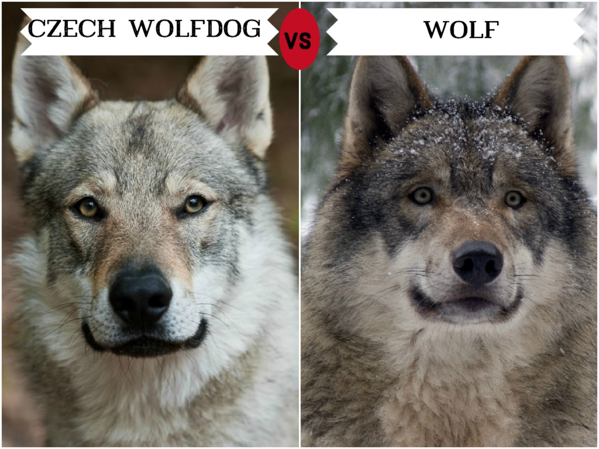 Следы волка и собаки: сравнение на снегу