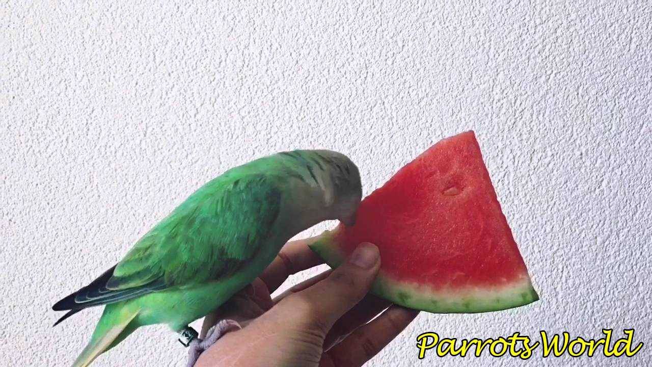 Чем можно кормить попугаев неразлучников